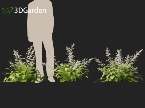 Arthropodium cirratum - New Zealand Rock Lily 3D मॉडल