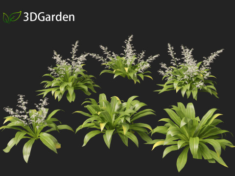 Arthropodium cirratum - New Zealand Rock Lily 3D मॉडल