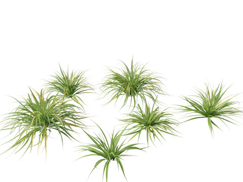 Astelia banksii - Coastal astelia 3D Model
