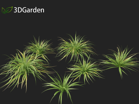 Astelia banksii - Coastal astelia 3D Model