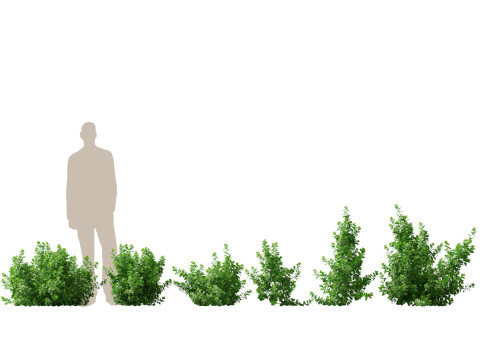 Coprosma repens - New Zealand laurel 3D मॉडल