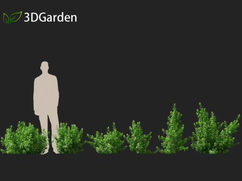 Coprosma repens - New Zealand laurel Modèle 3D