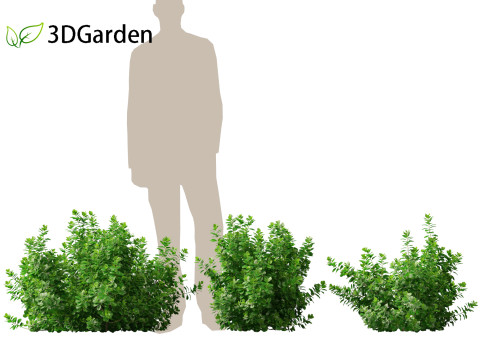 Coprosma repens - New Zealand laurel Modèle 3D