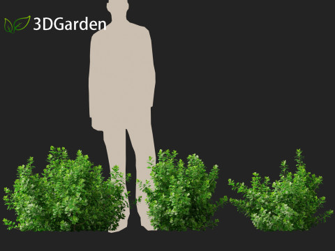 Coprosma repens - New Zealand laurel Modèle 3D
