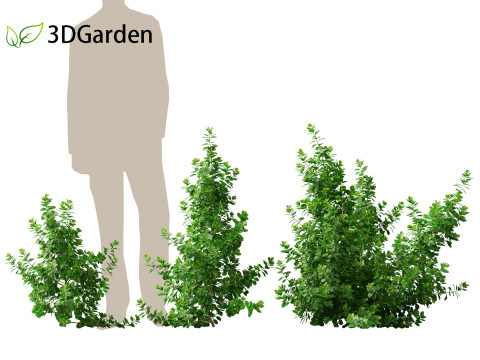 Coprosma repens - New Zealand laurel Modèle 3D