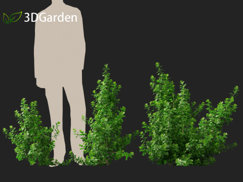 Coprosma repens - New Zealand laurel Modèle 3D