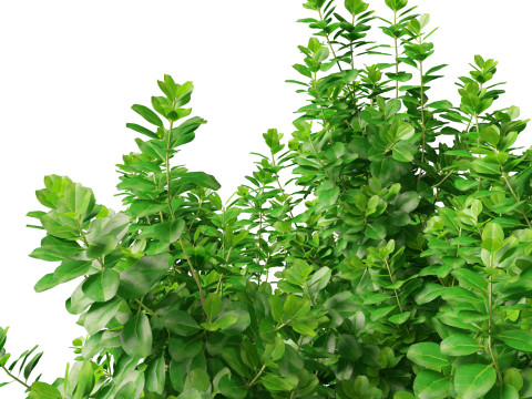 Coprosma repens - New Zealand laurel Modèle 3D