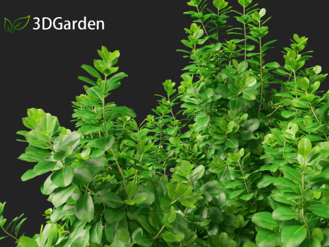 Coprosma repens - New Zealand laurel Modèle 3D