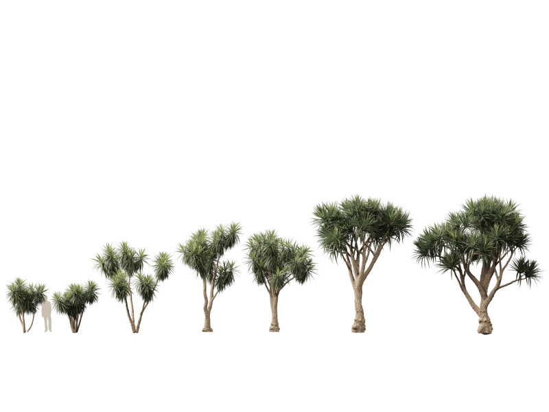 Cordyline australis - Giant dracaena 3D Model .c4d .max .obj .3ds .fbx .stl .blend 
