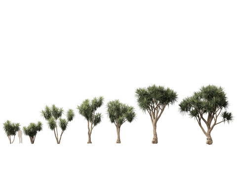 Cordyline australis - Giant dracaena 3D Model