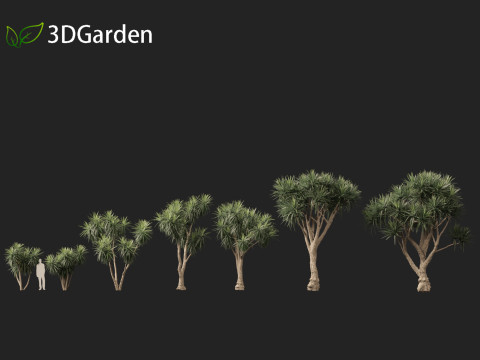 Cordyline australis - Giant dracaena 3D Model