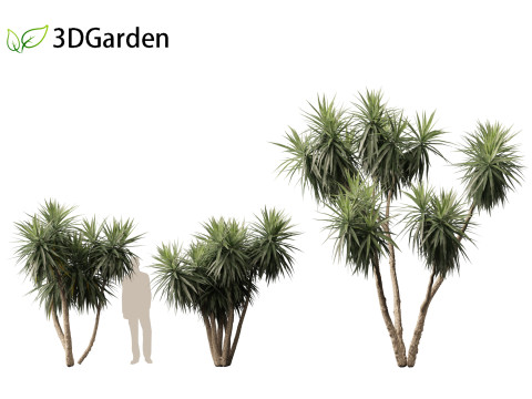 Cordyline australis - Giant dracaena 3D Model