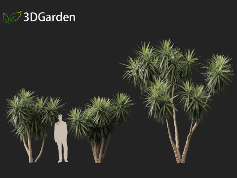 Cordyline australis - Giant dracaena 3D Model