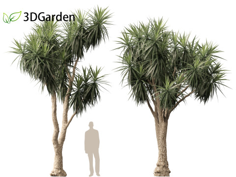 Cordyline australis - Giant dracaena 3D Model