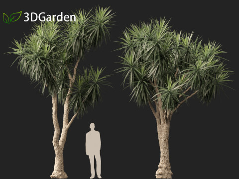 Cordyline australis - Giant dracaena 3D Model