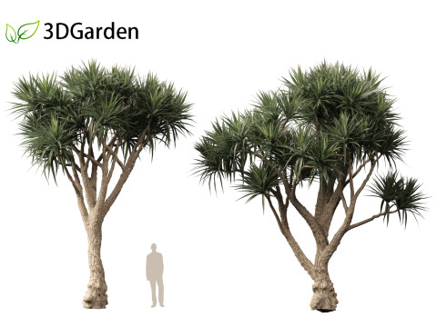 Cordyline australis - Giant dracaena 3D Model