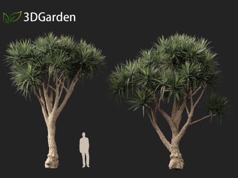 Cordyline australis - Giant dracaena 3D Model