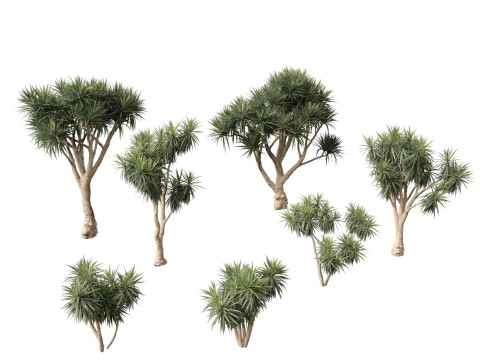 Cordyline australis - Giant dracaena 3D Model