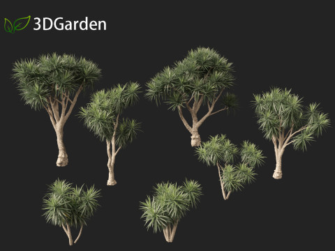Cordyline australis - Giant dracaena 3D Model