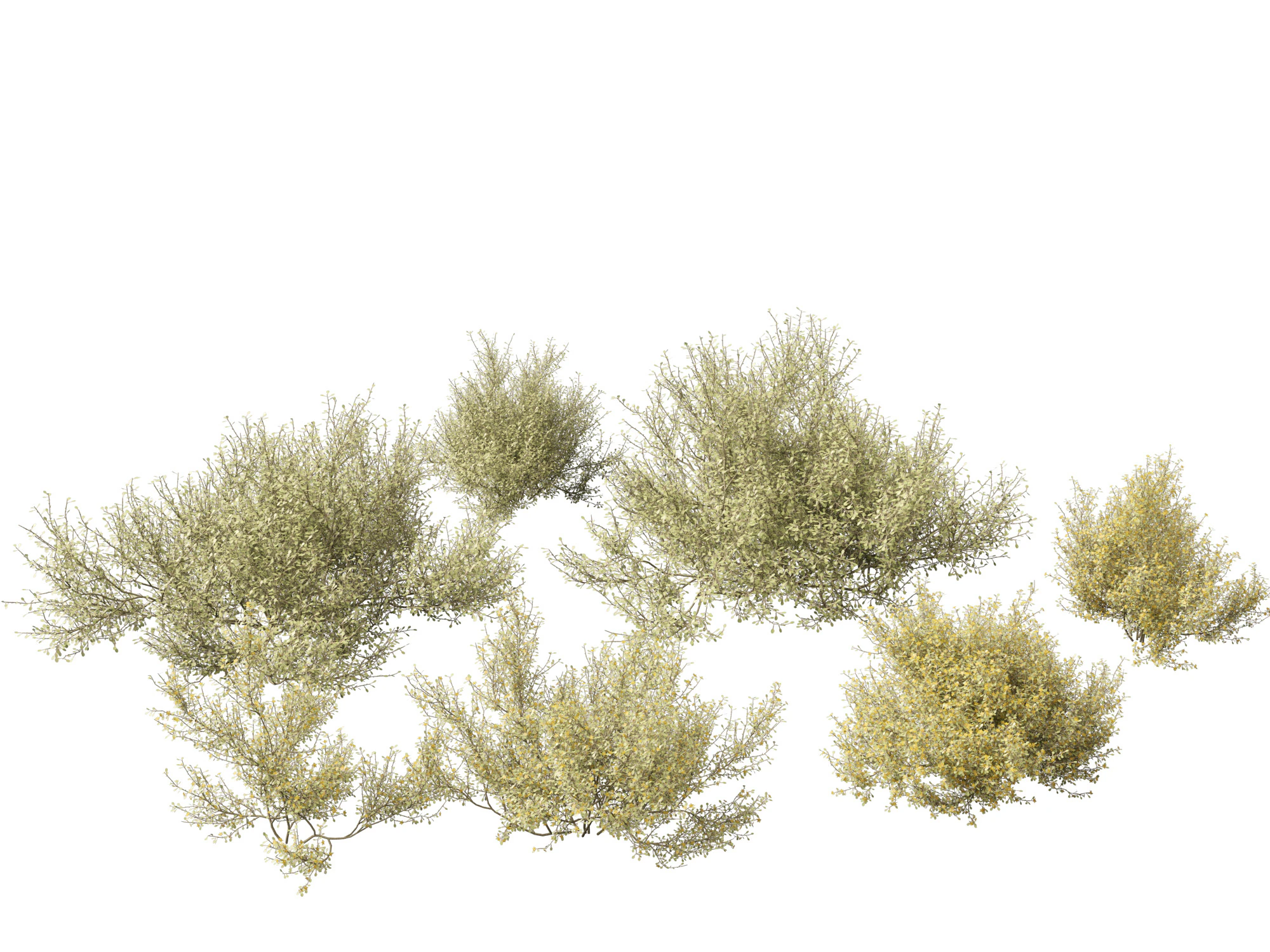 Corokia cotoneaster - Wire-netting bush 3D Model .c4d .max .obj .3ds .fbx .stl .blend 