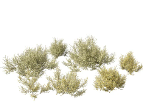 Corokia cotoneaster - Cespuglio di rete metallica Modello 3D