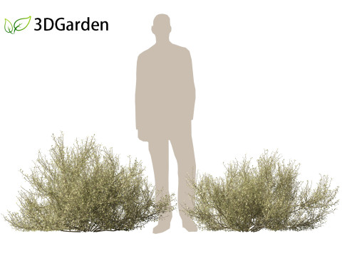 Corokia cotoneaster - Wire-netting bush 3D Model