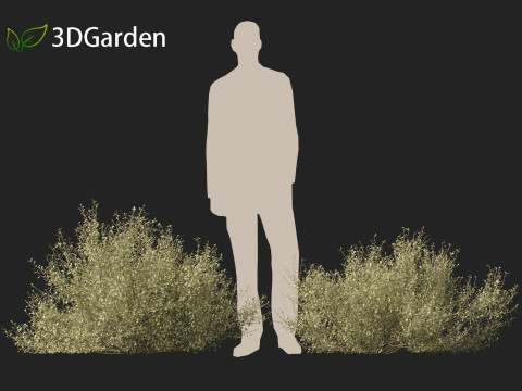 Corokia cotoneaster - Wire-netting bush 3D Model
