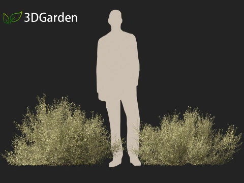 Corokia cotoneaster - Wire-netting bush 3D Model