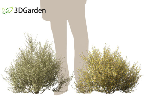 Corokia cotoneaster - Wire-netting bush 3D Model