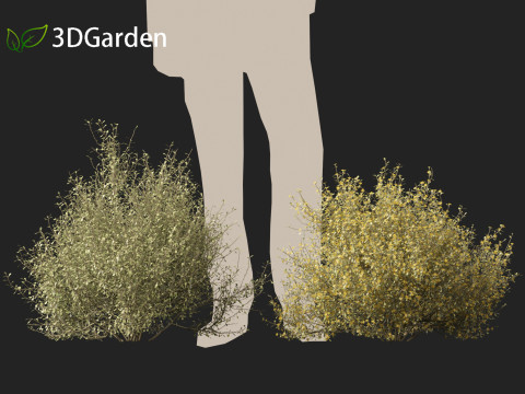 Corokia cotoneaster - Wire-netting bush 3D Model