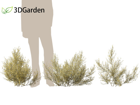 Corokia cotoneaster - Wire-netting bush 3D Model