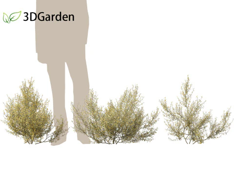Corokia cotoneaster - Wire-netting bush 3D Model