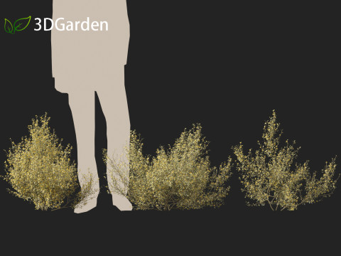 Corokia cotoneaster - Wire-netting bush 3D Model