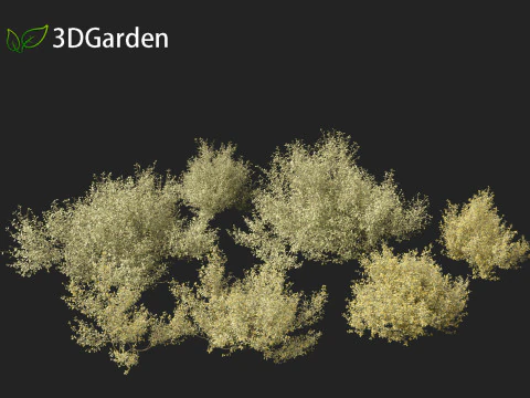 Corokia cotoneaster - Wire-netting bush 3D Model
