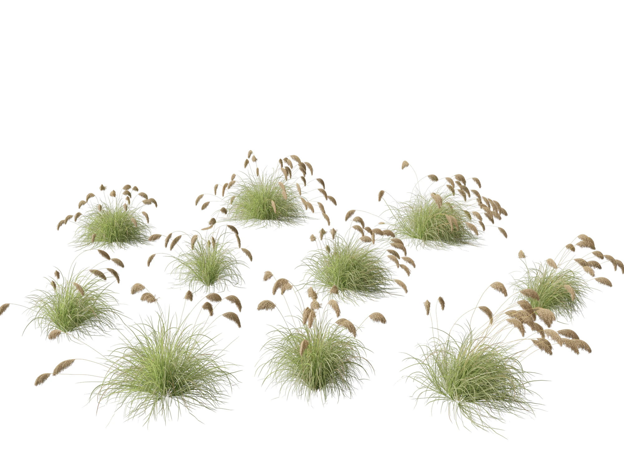 Cortaderia richardii - Toetoe 3D Model .c4d .max .obj .3ds .fbx .stl .blend 