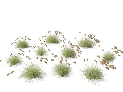 Cortaderia richardii - Toetoe 3D Model