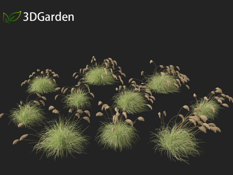 Cortaderia richardii - Toetoe Modèle 3D