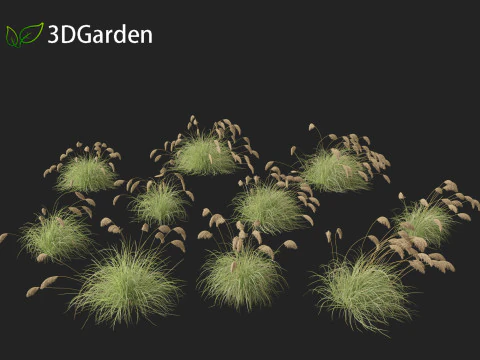 Cortaderia richardii - Toetoe 3D Model