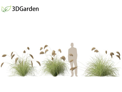 Cortaderia richardii - Toetoe 3D Model