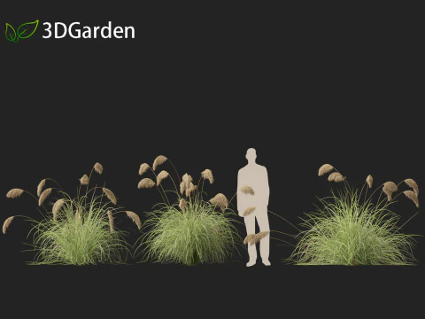 Cortaderia richardii - Toetoe 3D Model