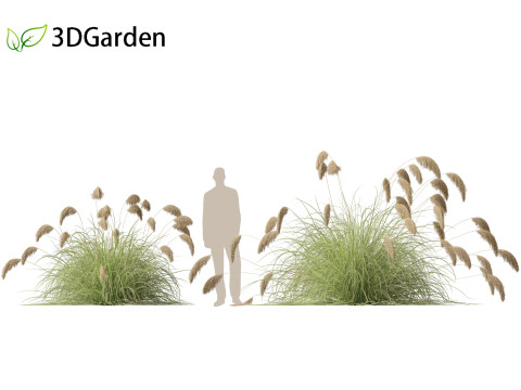 Cortaderia richardii - Toetoe Modèle 3D