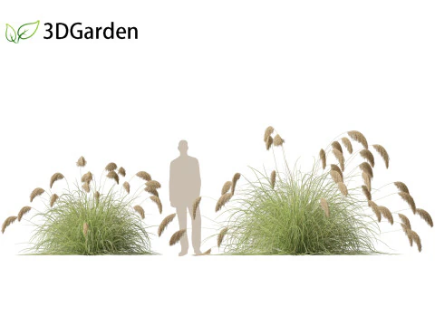 Cortaderia richardii - Toetoe 3D Model