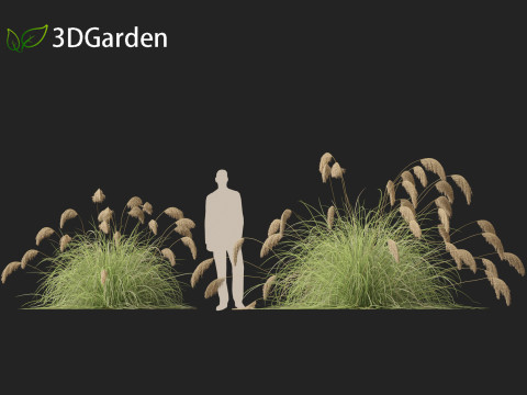 Cortaderia richardii - Toetoe Modèle 3D