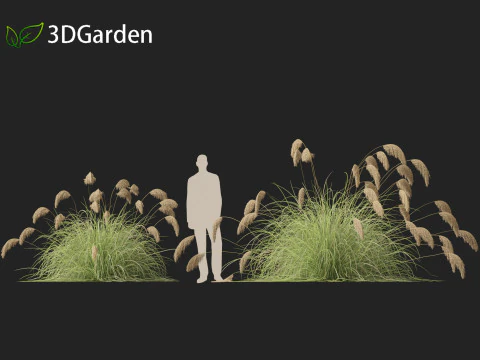 Cortaderia richardii - Toetoe 3D Model