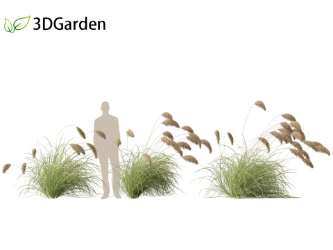 Cortaderia richardii - Toetoe Modèle 3D