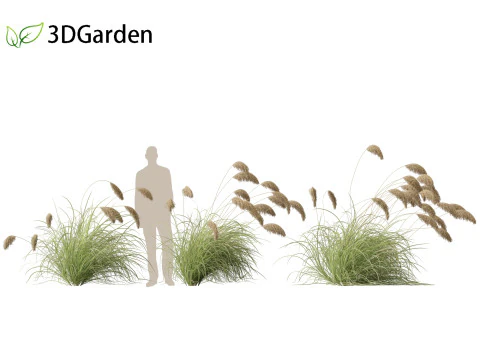 Cortaderia richardii - Toetoe 3D Model