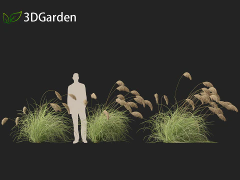 Cortaderia richardii - Toetoe 3D Model