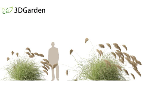 Cortaderia richardii - Toetoe 3D Model