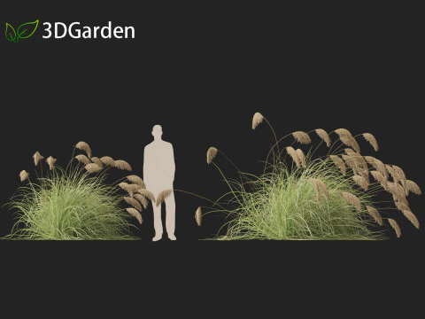 Cortaderia richardii - Toetoe 3D Model