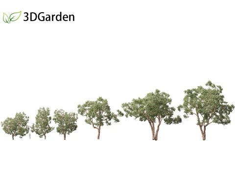 Https--3dgardenplantsgumroadcom- 3D Model
